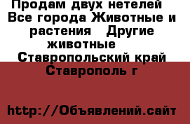 Продам двух нетелей - Все города Животные и растения » Другие животные   . Ставропольский край,Ставрополь г.